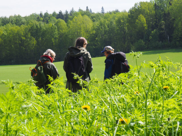 Metsän Eukon villiyrttiretki